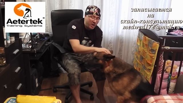 Как правильно одевать Электроошейник смотреть онлайн