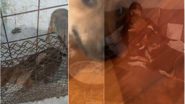 От верной гибели в счастливую жизнь! смотреть онлайн