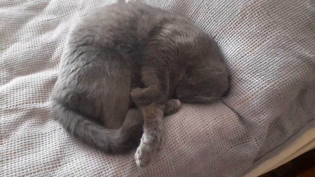 Как спит британский кот / How does a British cat sleep? / особенности британских котов /смешные кот смотреть онлайн