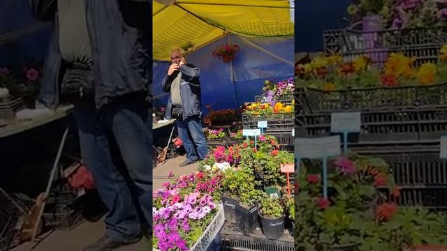 цветы красивые для огорода и дома.mp4 смотреть онлайн