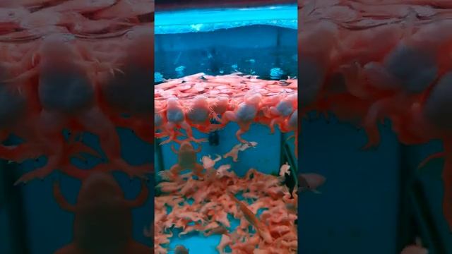 Аквариумные лягушки ? смотреть онлайн