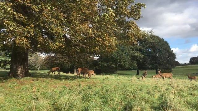 Олени в парке Уоллатон в Ноттингеме (Deer in Wollaton park, Nottingham) смотреть онлайн