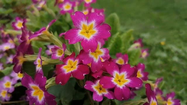 Примула Бесстебельная Primula vulgaris бордовая май 2022 смотреть онлайн