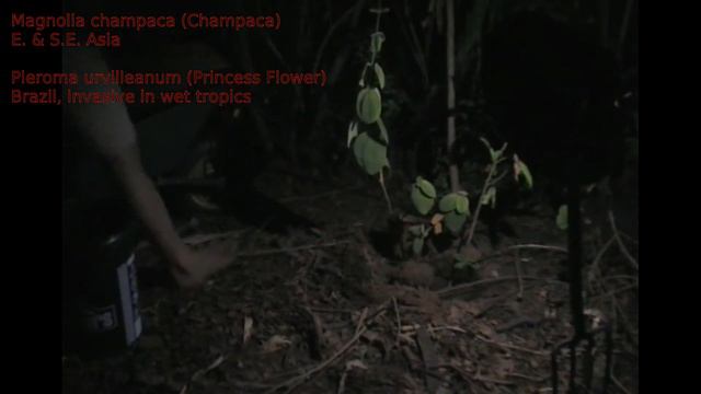Days 320, 321 & 322 - Kigelia, Magnolia, Portulacaria and lessons learned so far this year. смотреть онлайн