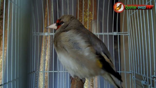 (Carduelis caniceps) Goldfinch song Best for training 2 hour смотреть онлайн