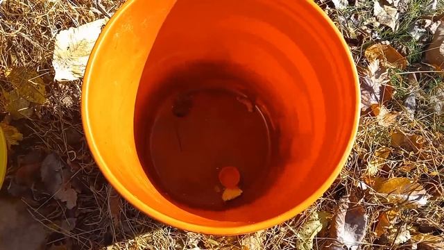 Mouse trap live trap bucket FIRST CAPTURE AND RELEASE. смотреть онлайн