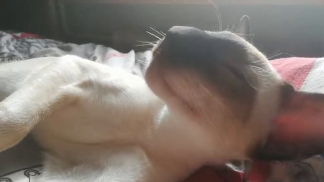 Котенок сиамский смотреть онлайн