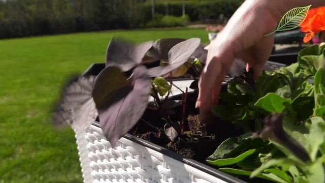 Z jakimi roślinami możemy sadzić pelargonie i petunie? Ipomea, bacopa, sutera... смотреть онлайн