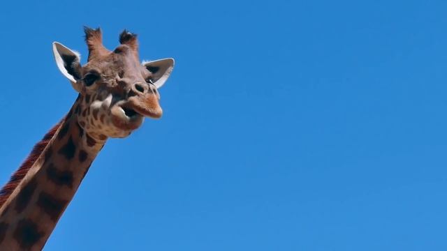 Почему Сквидвард лучший персонаж в истории кино? смотреть онлайн