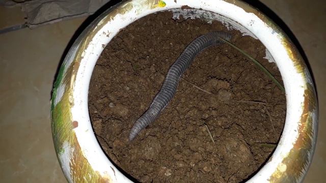 У МЕНЯ В ВАЗОНЕ В КВАРТИРЕ ЖИВЕТ ЗМЕЯ смотреть онлайн