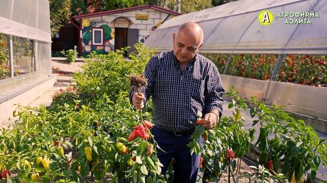 ОРАНЖЕВАЯ и РУБИНОВАЯ ЛАКОМКА – Новинки Сладкого Перца смотреть онлайн