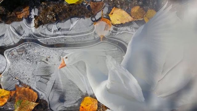 Вечерами синими...(поёт Олег Сурош_Ветошев, стихи Елены Александренко, видео - Тамара Школина) смотреть онлайн