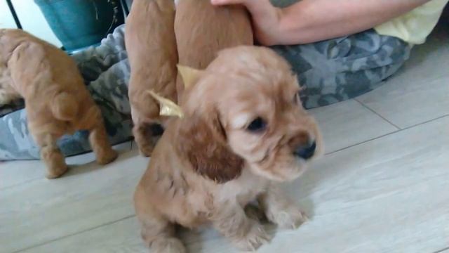 Щенки английского кокер спаниеля. Родились 31 декабря 2022 смотреть онлайн
