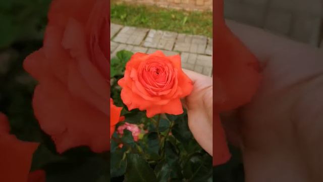 Роза Салита в конце Августа. смотреть онлайн