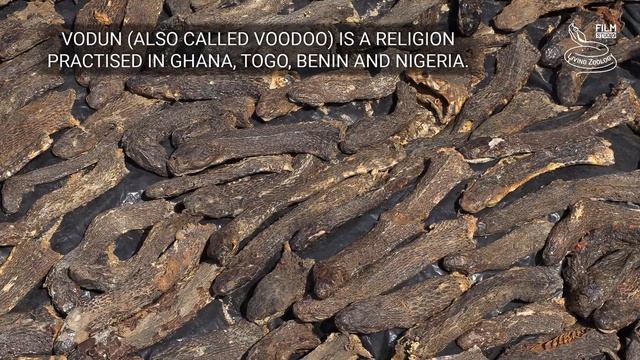 Ball python in the wild, finding the world's most favorite pet snake in West Africa! смотреть онлайн