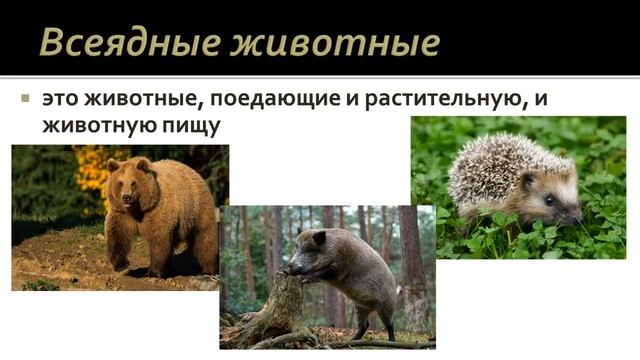 Биология 7 класс. Урок 62 смотреть онлайн