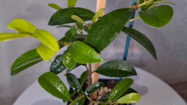 Мирт Евгения миртолисная 3