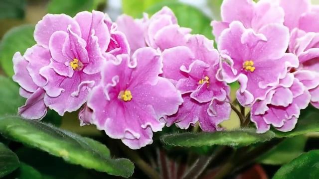 Апрель. Как помочь комнатным растениям проснуться весной? смотреть онлайн