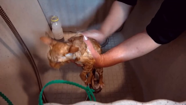 VLOG Кошечка Мурка с Катей в салоне красоты, грюминг, подарки от магазина для жи смотреть онлайн