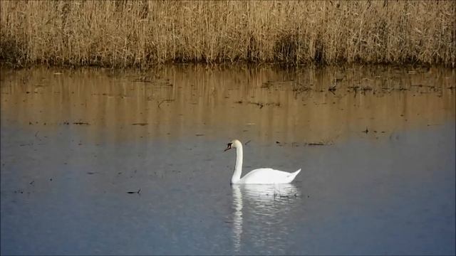 Лебеді шипуни. Західне Криворіжжя смотреть онлайн