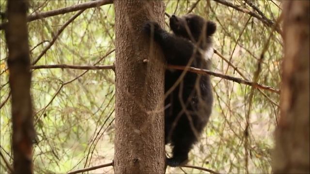 МИШКИ - ТРУСИШКИ? смотреть онлайн