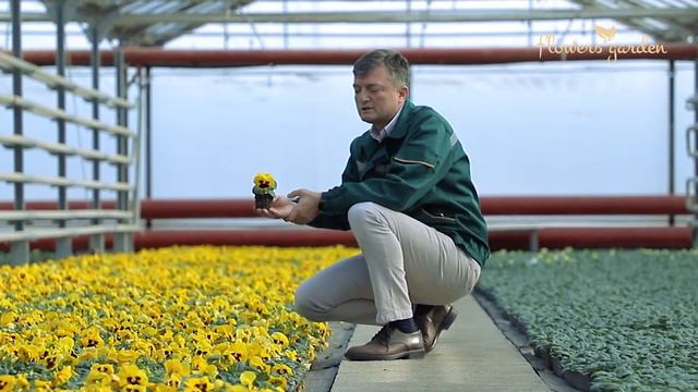 Violalar ekish uchun tayyor! смотреть онлайн
