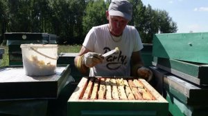 август , продолжаю работать с пчелой