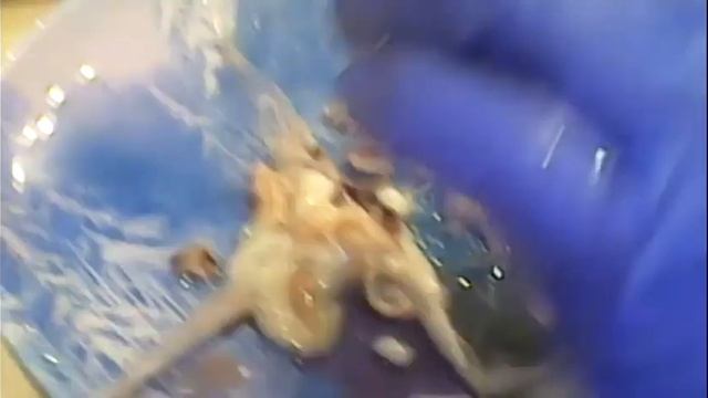 Салат из кальмар со сладким перцем смотреть онлайн