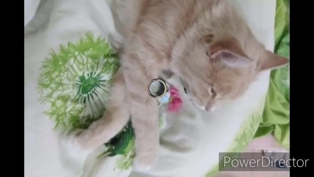 Фото моего кота ? смотреть онлайн