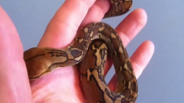 my Candy-Dwarf Python Reticulatus Broghammerus 0.1 NZ 2012 смотреть онлайн
