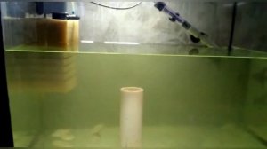 Меняем грунт в аквариуме