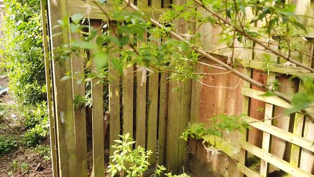 First EVER Tour of My Garden! смотреть онлайн