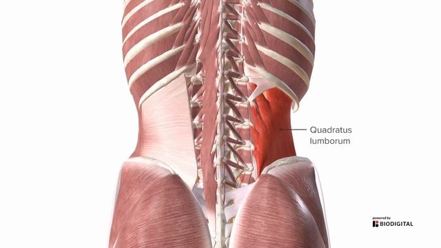Muscles of the Back | Nursing School Anatomy смотреть онлайн