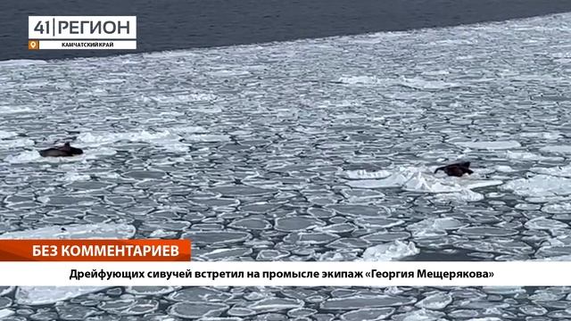 •БЕЗ КОММЕНТАРИЕВ: Дрейфующих сивучей встретил на промысле экипаж «Георгия Мещерякова»• смотреть онлайн