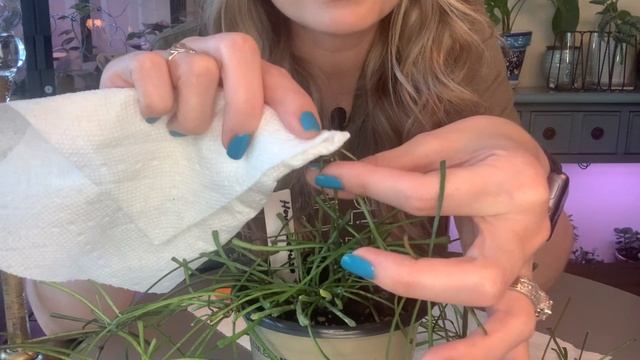 We Are Propagating My Hoya Retusa // Direct Soil Propagation // So Easy смотреть онлайн