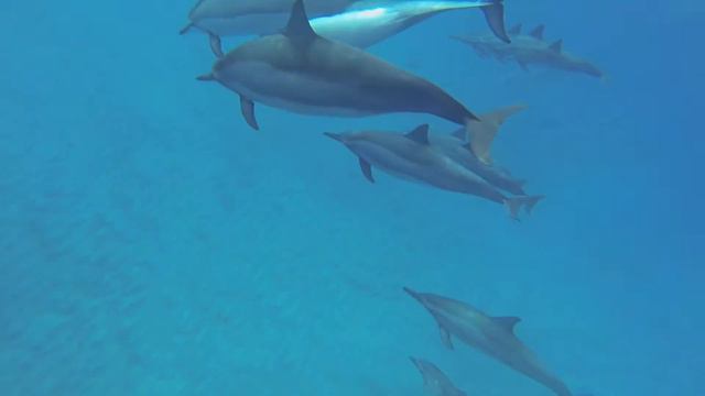 Dolphins Big Island 2013 смотреть онлайн