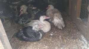 ОБМОРОЖЕНИЕ ЛАП У ИНДОУТОК. УСЛОВИЯ СОДЕРЖАНИЯ ИНДОУТОК ЗИМОЙ!