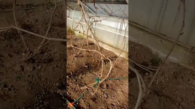 Как вырастить виноградники в теплице смотреть онлайн