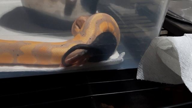 Warning ⚠️ Ball Python Feeding time! смотреть онлайн
