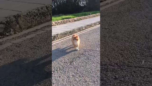 Кот мохнатый полосатый - жирный рыжий котик смотреть онлайн