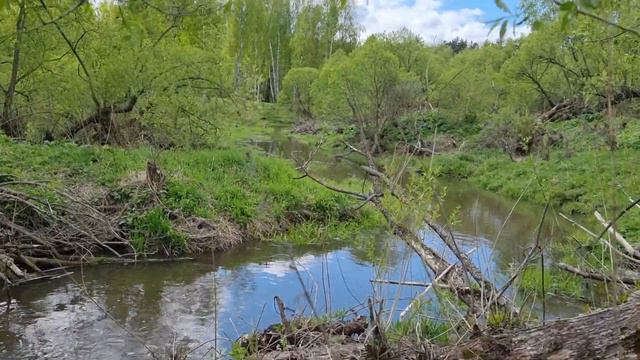 Весна, пение птиц, водоём! смотреть онлайн