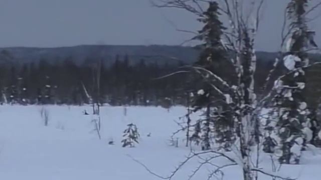 А в гнезде глухаря.#shorts #23февраля #деревня #глухарь# смотреть онлайн