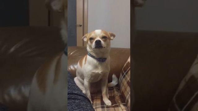 Плачущая собака? смотреть онлайн