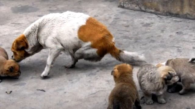 Фото двулапой страдающий собаки мамы, защищающей своих щенков, облетело весь мир смотреть онлайн