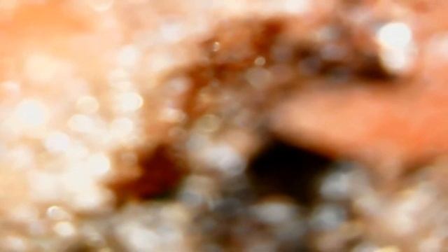 как выглядит сахарный арбуз под микроскопом смотреть онлайн