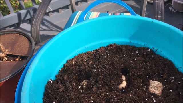 City Cottage Garden| Fall Getting the Calla Lilies & Caladiums ready for winter | Catherine's Garde смотреть онлайн