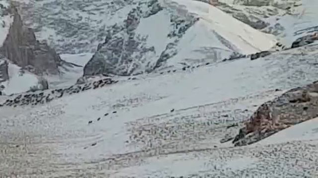 Охота в горах Кыргызстана смотреть онлайн
