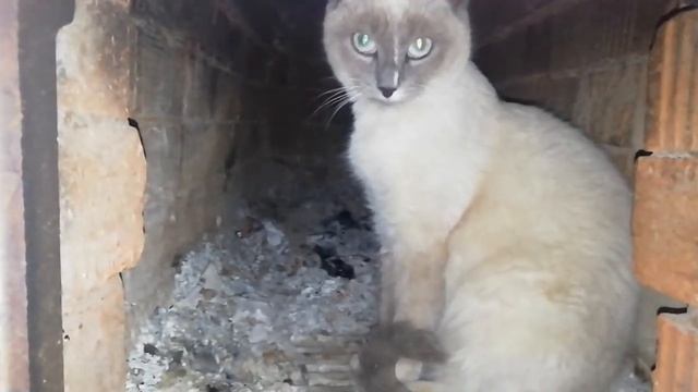 Кот в печке .... смотреть онлайн