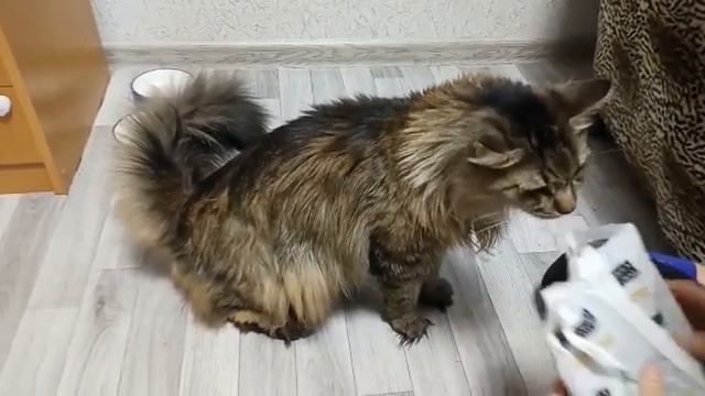 Лучший отзыв - это довольный кот смотреть онлайн