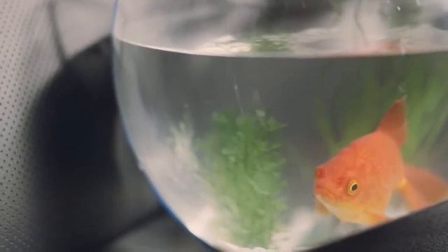 Toyota Highlander for Russia feat. Stefan Booth смотреть онлайн